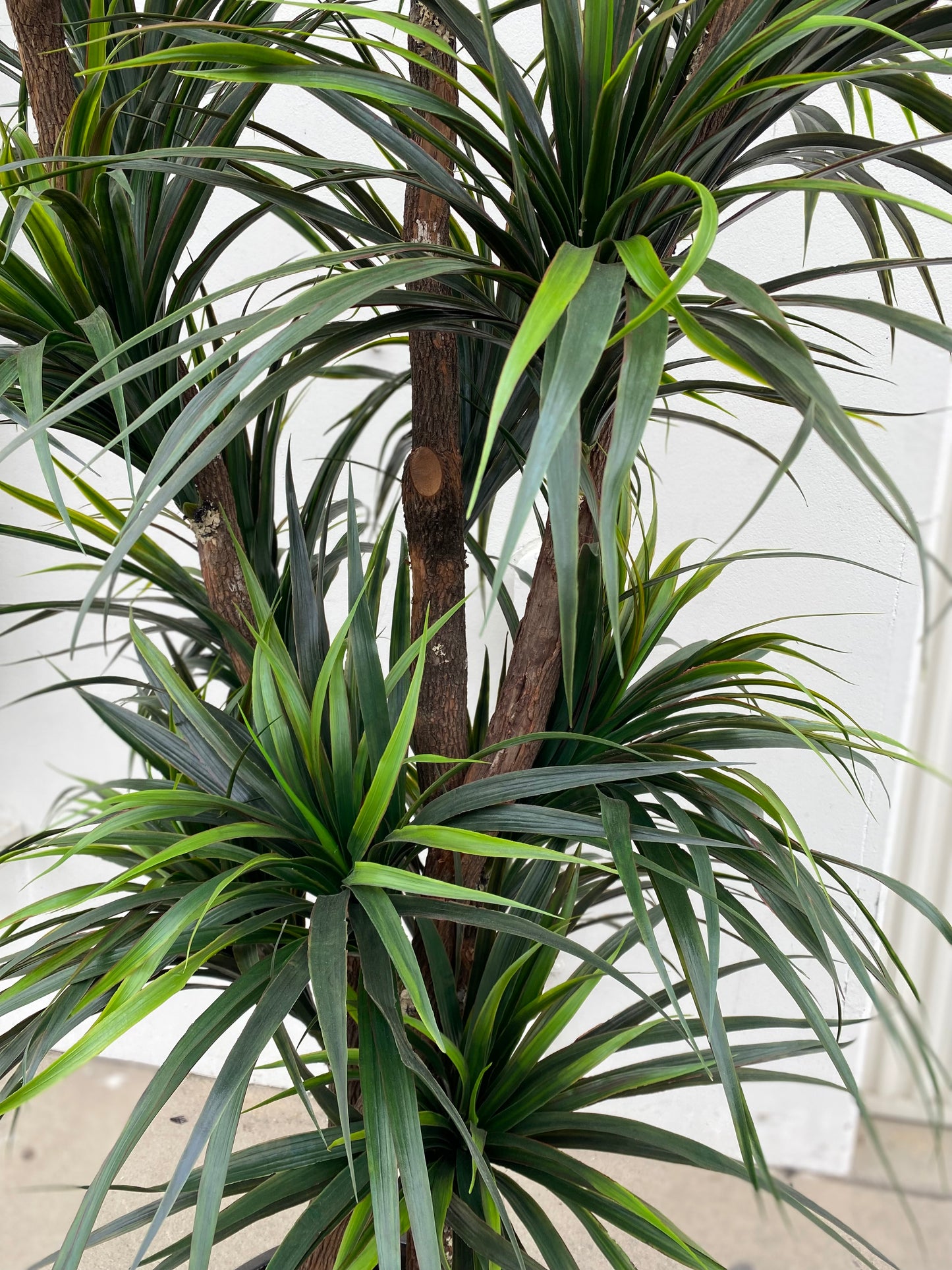 Close-up of Yucca Tree leaves