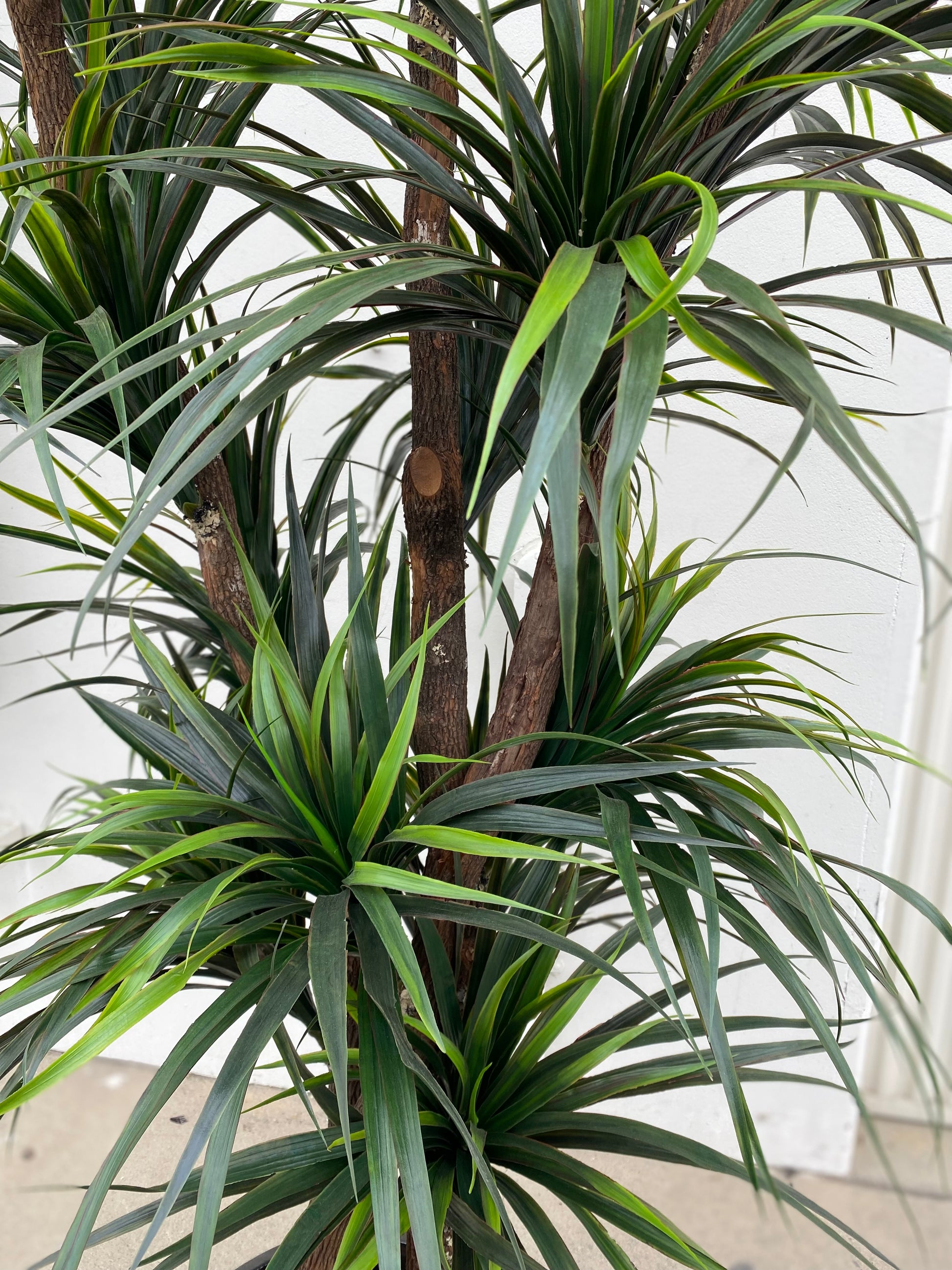 Close-up of Yucca Tree leaves