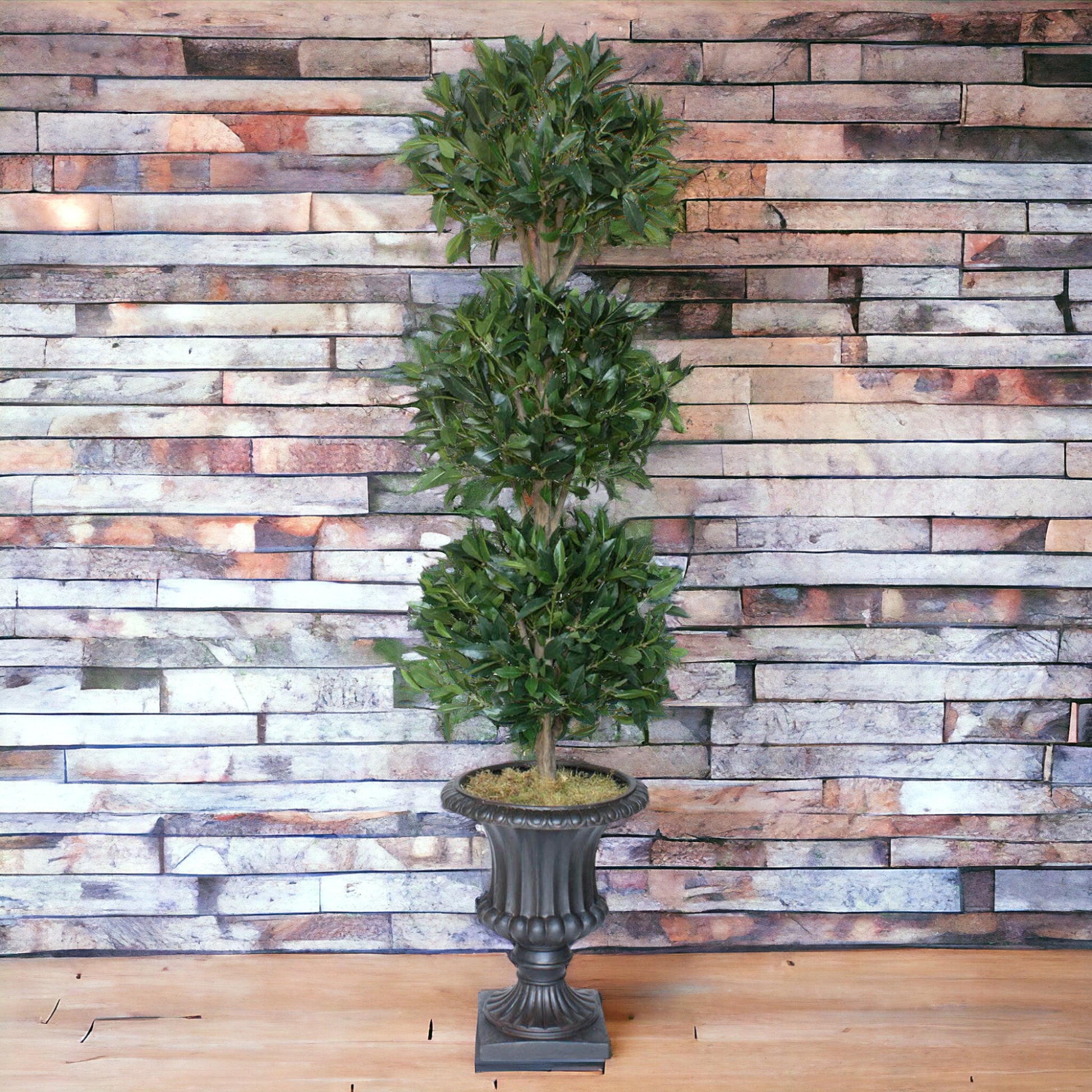 Classic 3-head bayleaf topiary with lush greenery on hardwood stems, placed in a dark urn. Suitable for indoor or well-covered exterior spaces with low sunlight.