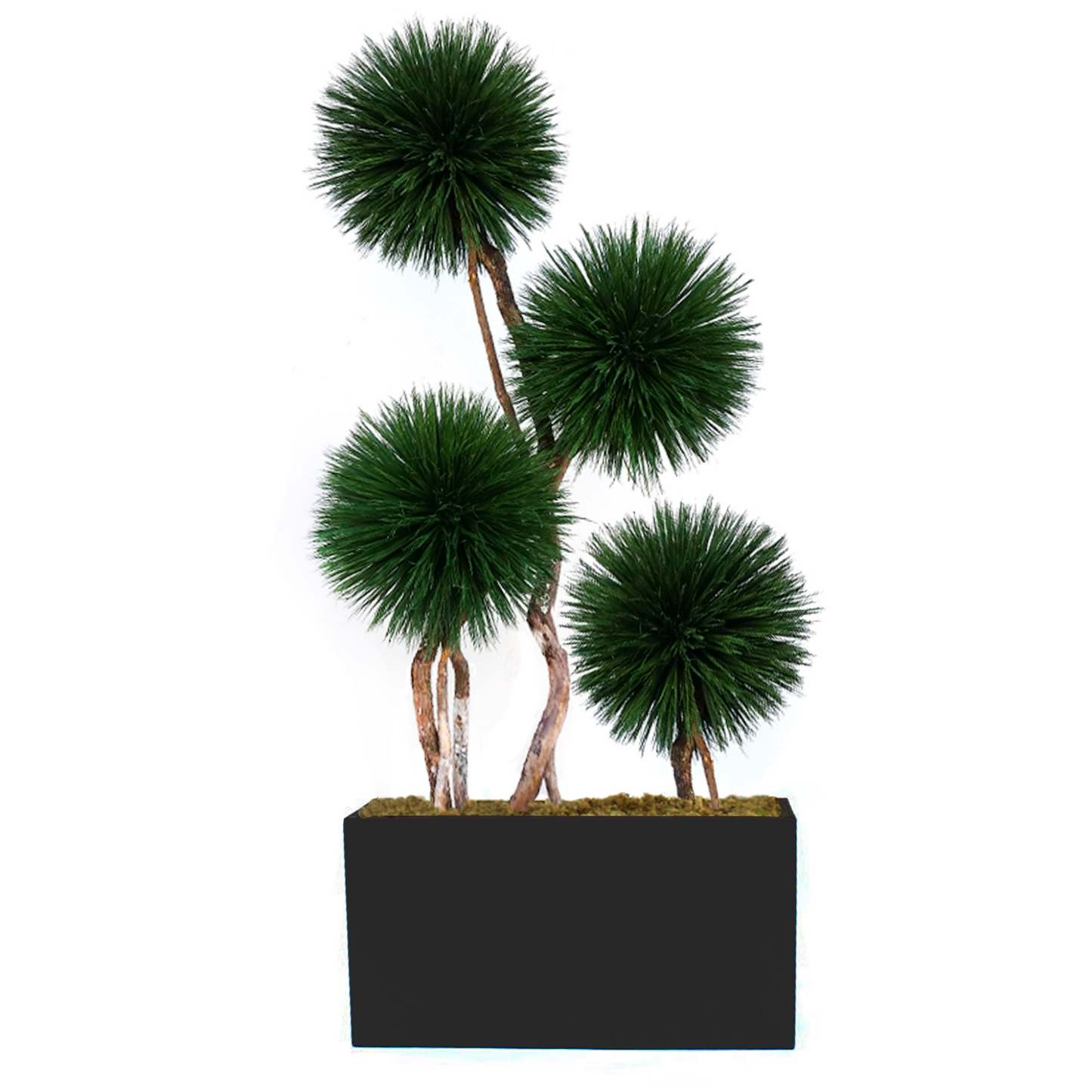 Exclusive desert southwest-inspired 4-pom showpiece tree made from dried and preserved natural materials, placed on cedar wood. A unique and sustainable design for home, office, or commercial space, in a rectangular planter.