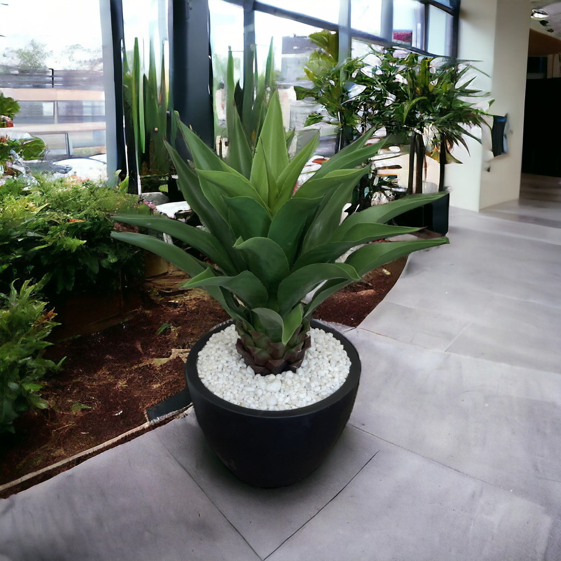 Large, broad-leaf agave succulent with clean white stones in a heavy black ceramic planter, designed to add a touch of color to corners