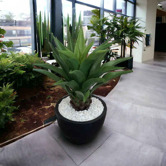 Large, broad-leaf agave succulent with clean white stones in a heavy black ceramic planter, designed to add a touch of color to corners