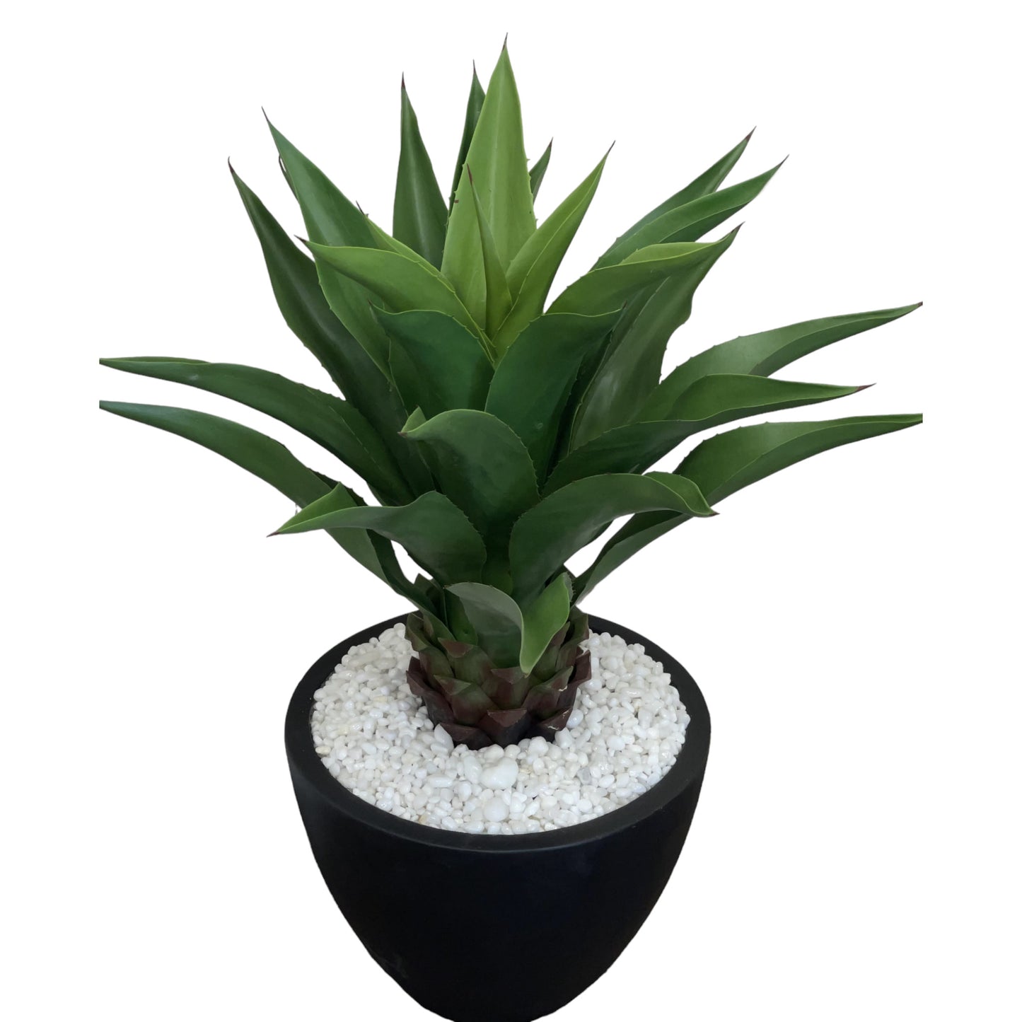 Large, broad-leaf agave succulent with clean white stones in a heavy black ceramic planter, designed to add a touch of color to corners