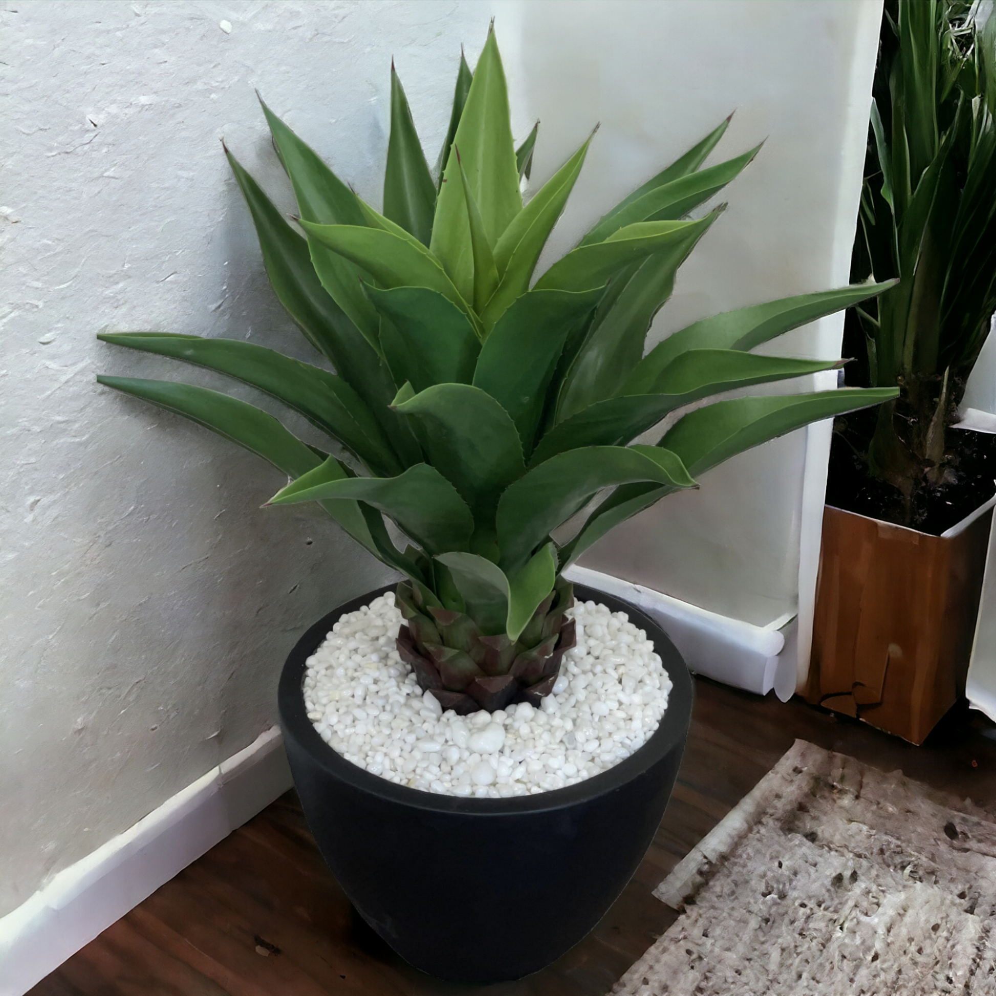 Large, broad-leaf agave succulent with clean white stones in a heavy black ceramic planter, designed to add a touch of color to corners