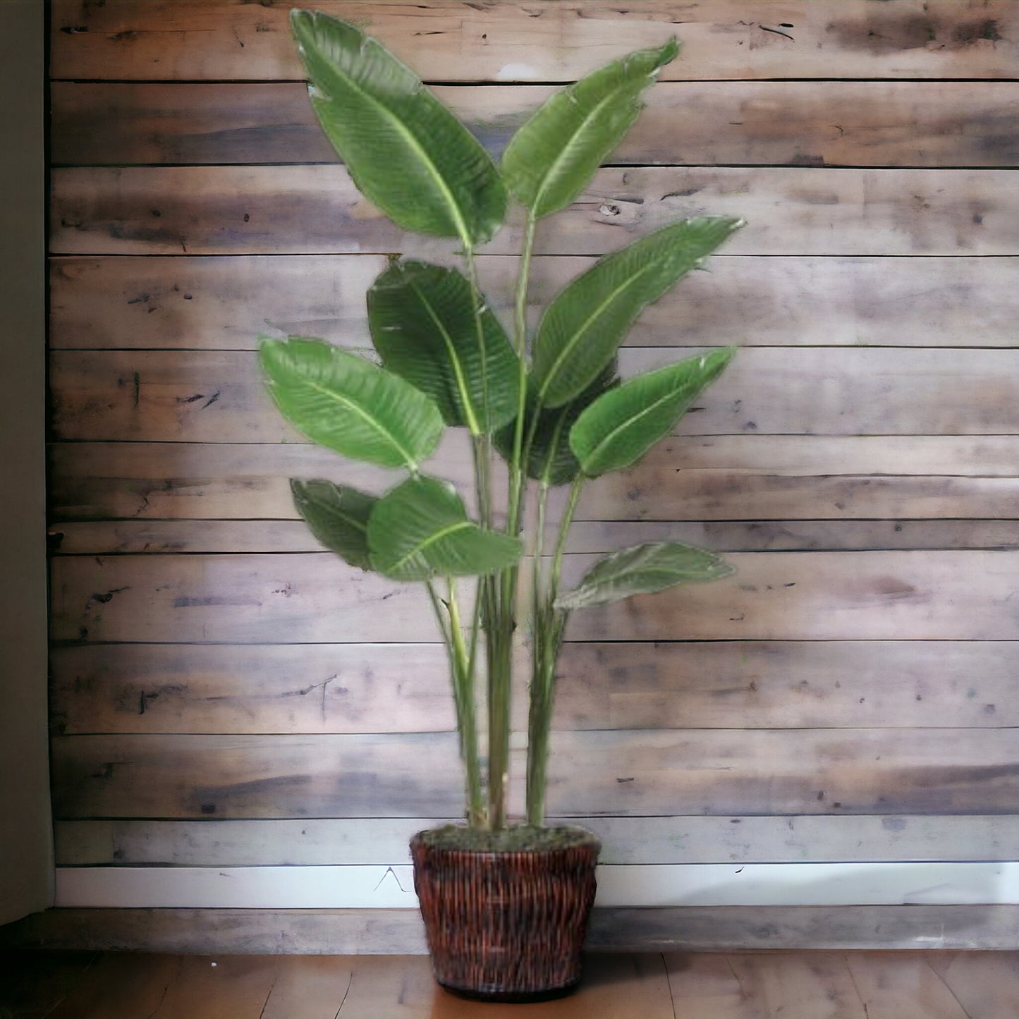 Classic tropical Bird of Paradise plant available in a heavy ceramic planter or woven basket container.