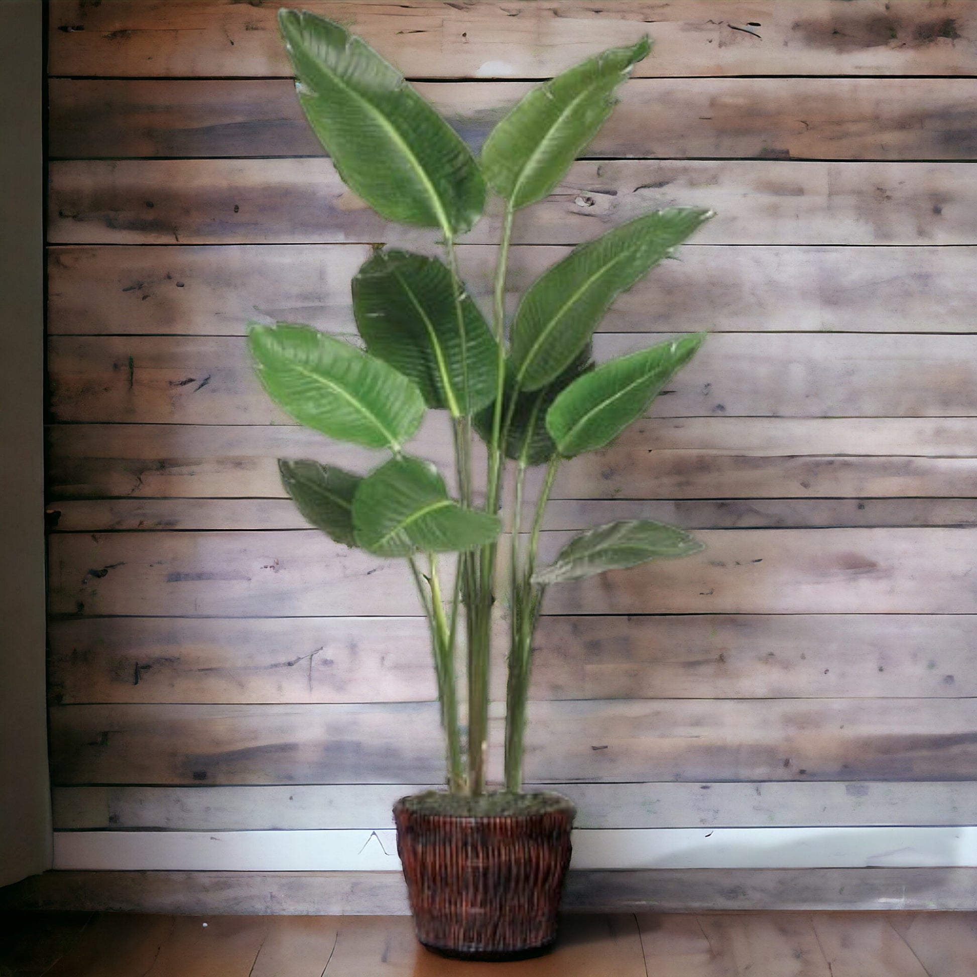 Classic tropical Bird of Paradise plant available in a heavy ceramic planter or woven basket container.