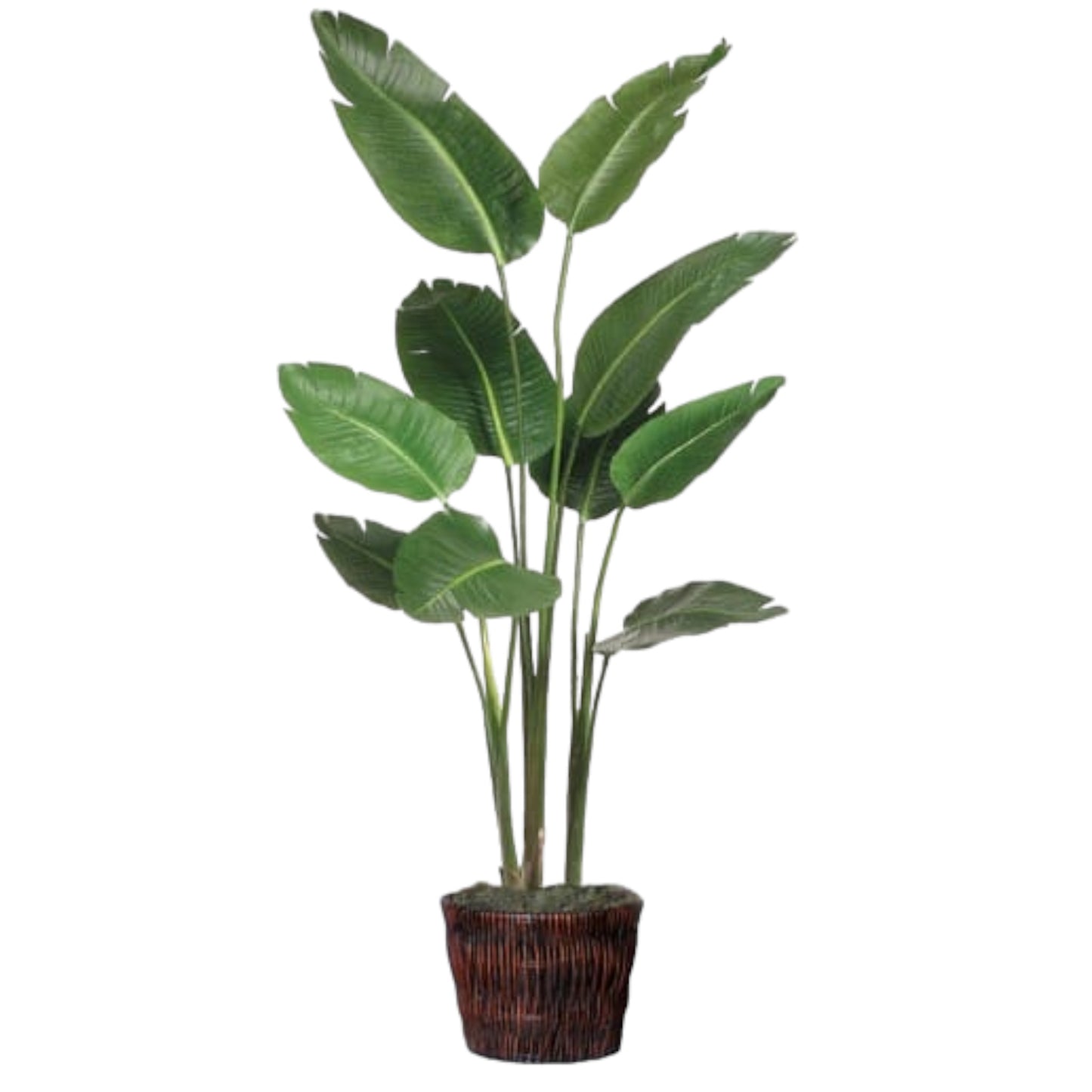 Classic tropical Bird of Paradise plant available in a heavy ceramic planter or woven basket container.