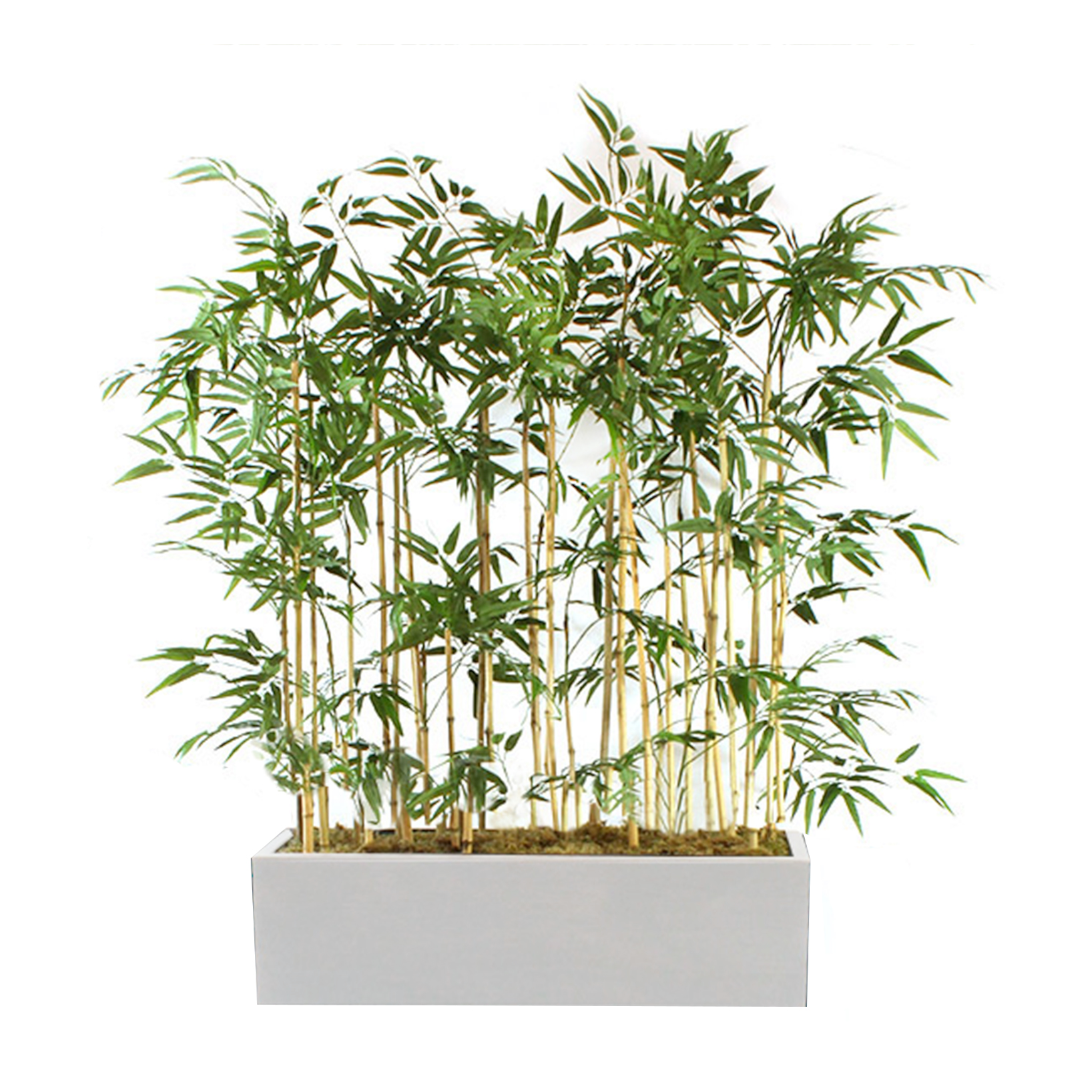 outdoor potted bamboo plants LARGE BAMBOO IN PLANTER – ENHANCED SPACES & BOTANICALS