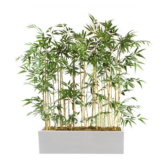 Bamboo Grass in White Planter container
