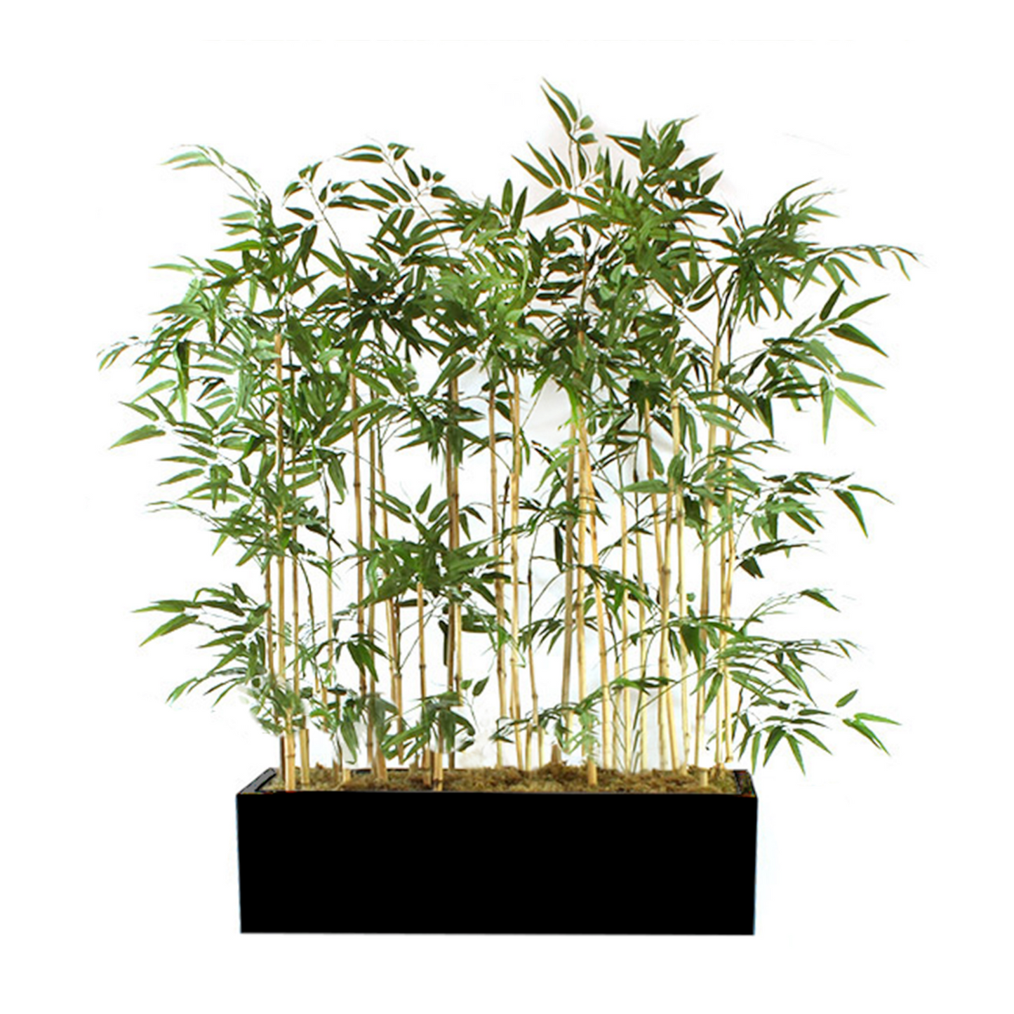 Tall bamboo grass in black container