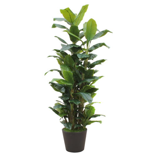 Banana Tree plant with shiny, lush leaves that look realistic to the banana tree plant and will fill tall spaces.