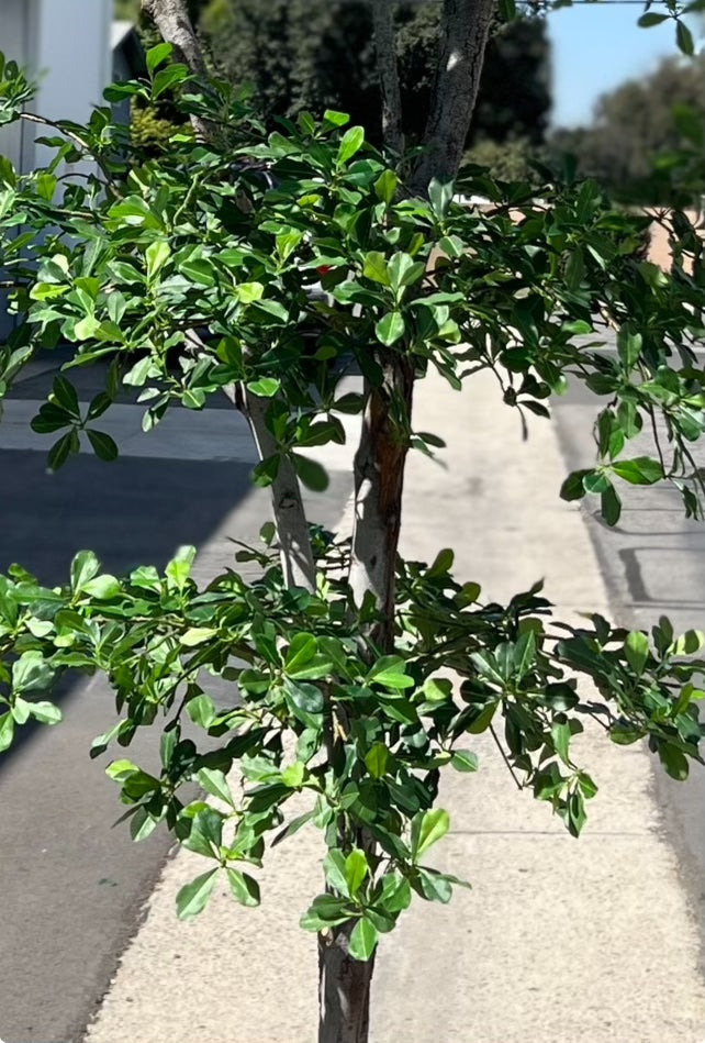 Closeup of black olive tree
