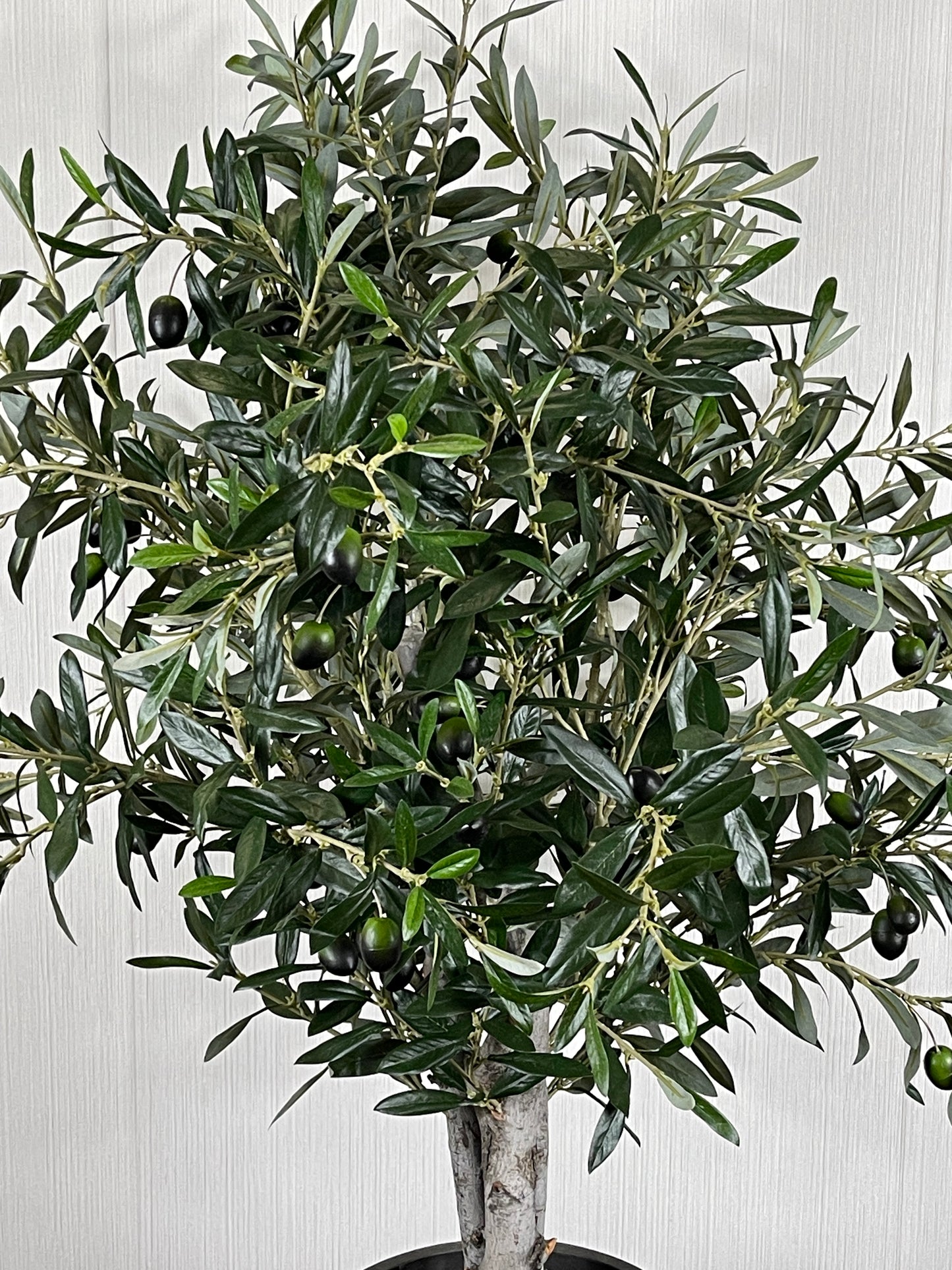 CLOSE-UP OF OLIVE TREE