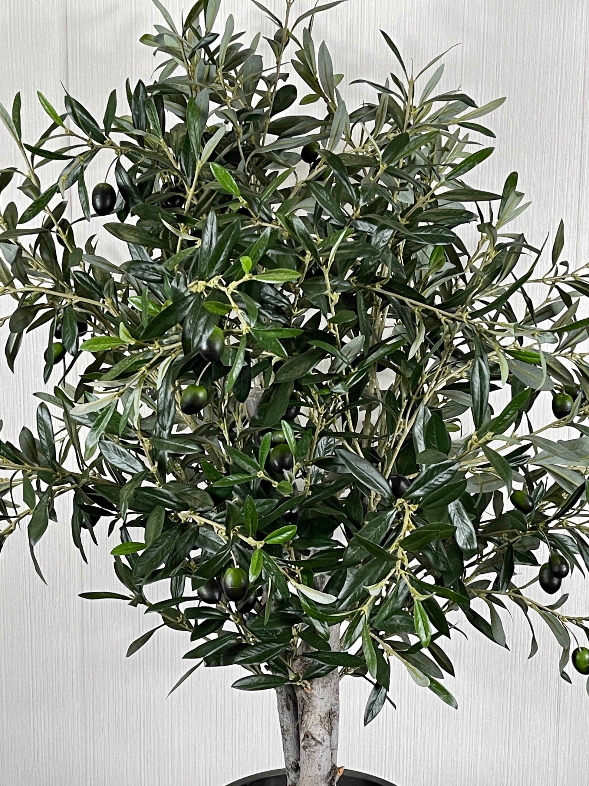 CLOSE-UP OF OLIVE TREE