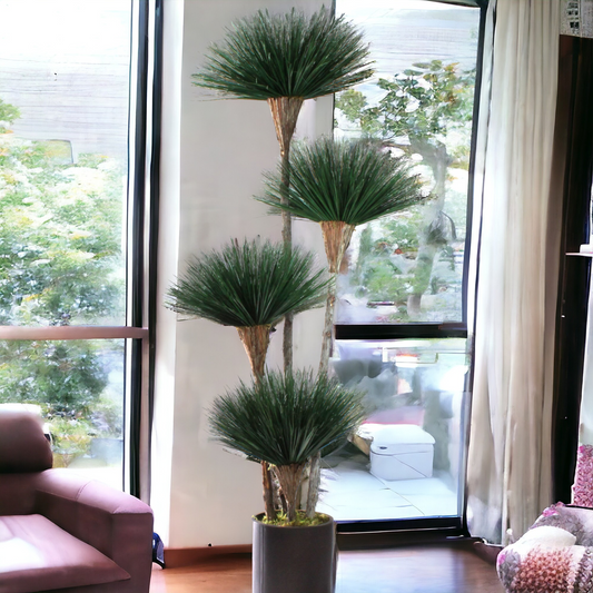 4 Pom Naturral Dracena in ceramic pot