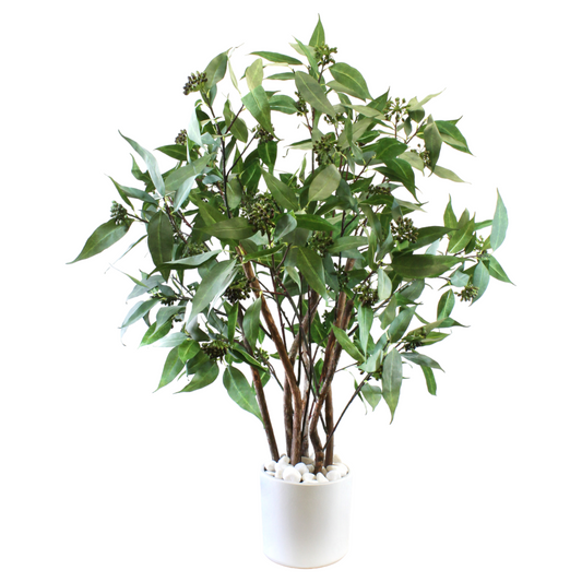 Eucalyptus Tree in White Planter
