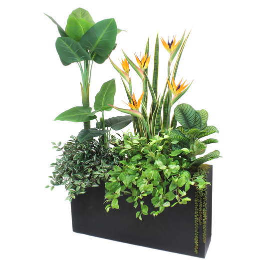 FLOWERING BIRD OF PARADISE IN BLACK PLANTER