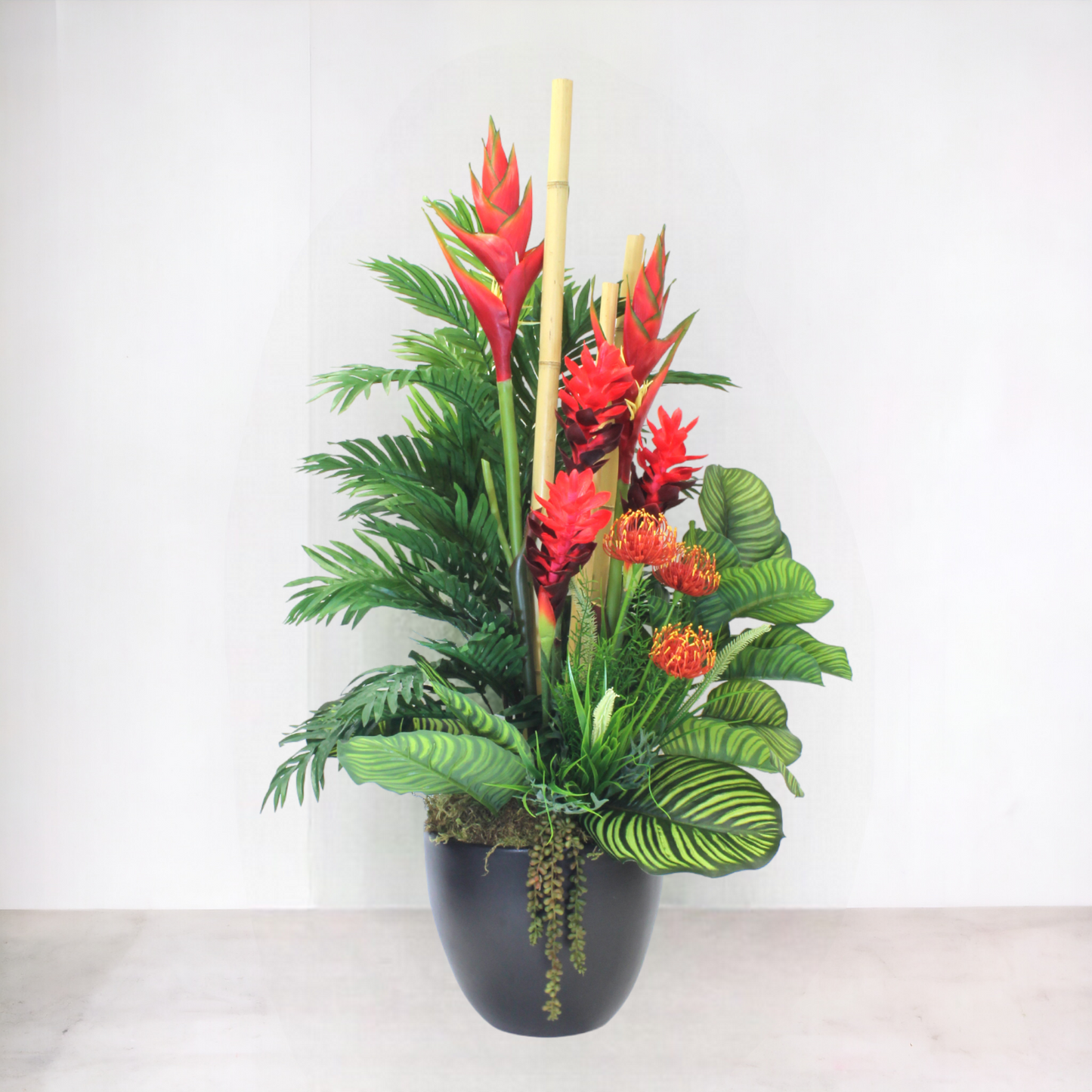 GINGER PLANT IN BLACK POT