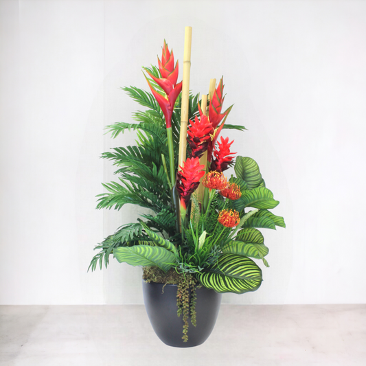 GINGER PLANT IN BLACK POT
