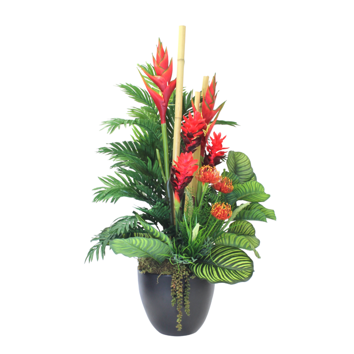 GINGER PLANT IN BLACK POT AGAINST WHITE BACKGROUND