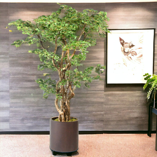 Durable Ginkgo tree with multiple dragon wood trunks