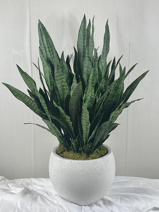 SANSEVIERIA IN PLANTER