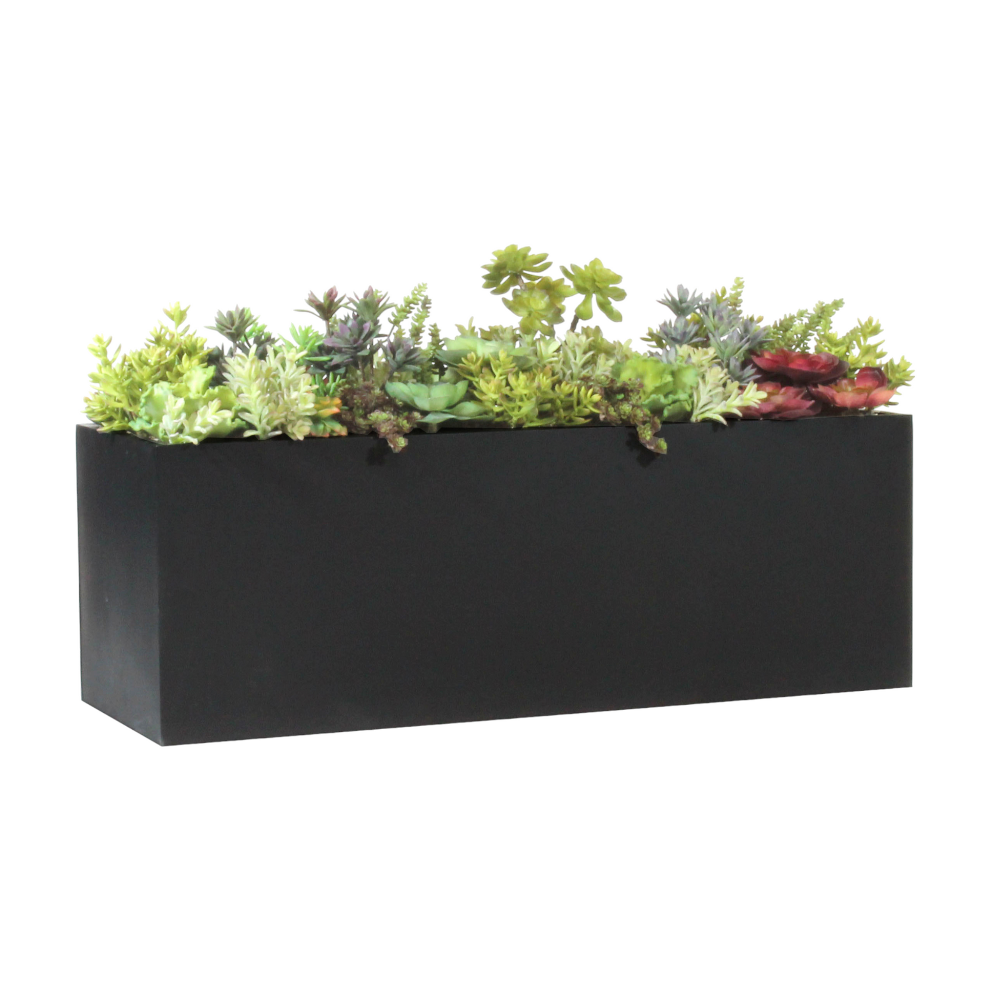 Photo of large succulents in metal box