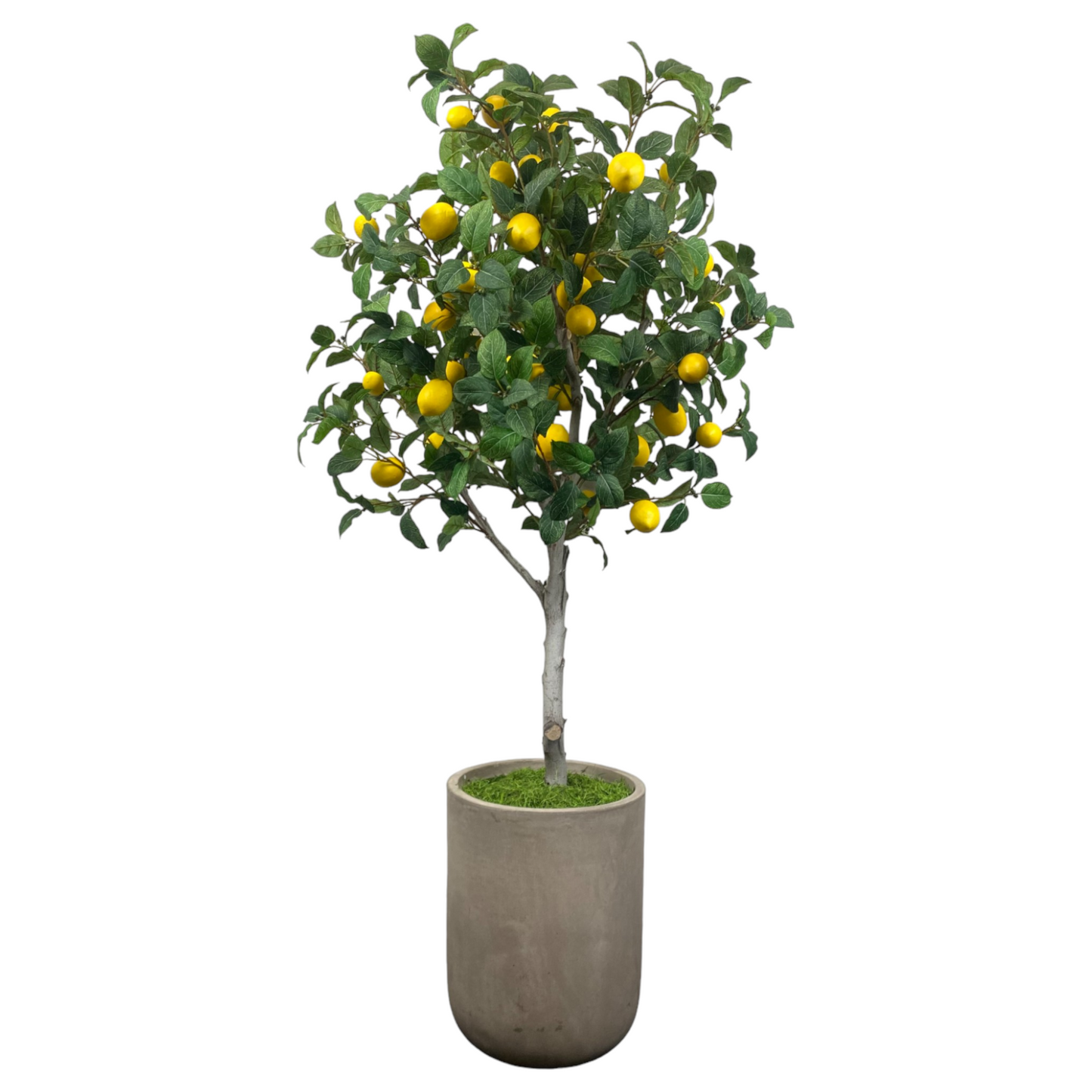 Large lemon tree in clay pot