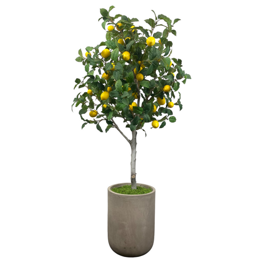 Large lemon tree in clay pot