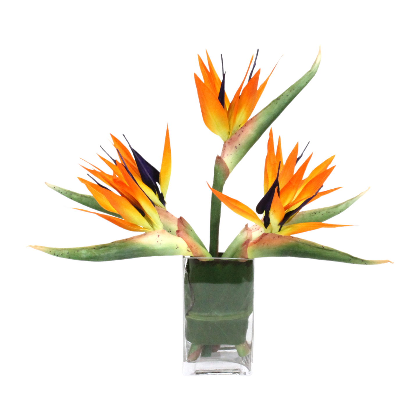 PETITE BIRD OF PARADISE WITH WHITE BACKGROUND