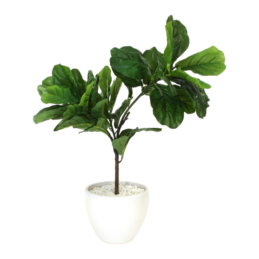 PETITE FIG FIDDLE LEAF PLANT
