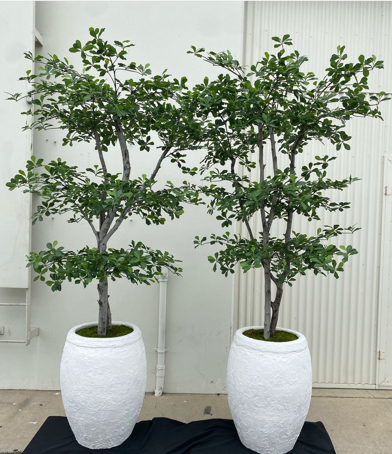 Realistic black olive tree with lush silk leaves and genuine wood, symbolizing peace, protection, and strength. Designed with attention to detail, perfect for adding elegance and sophistication to any space. Container sold separately, with custom sizes available upon request