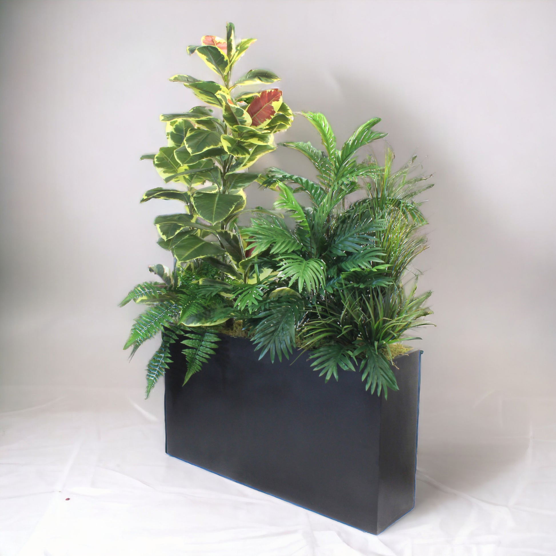 RUBBER PLANT AND GREENERY IN BLACK PLANTER