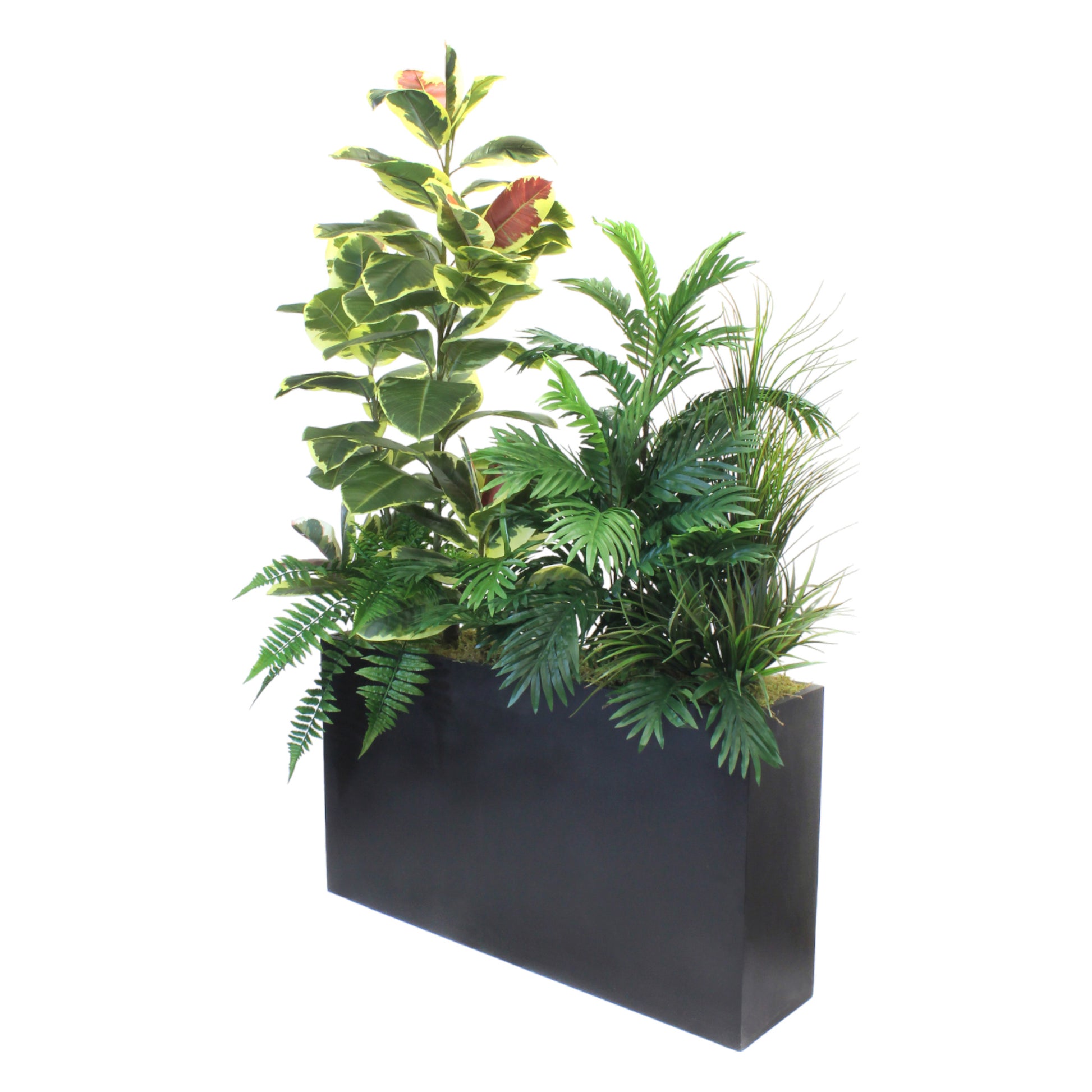 RUBBER PLANT AND GREENERY IN BLACK PLANTER
