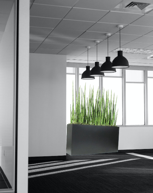 Rolled Sansiviera snake grass in metal planter. Often used to divide a space, or simply for an interesting planter piece.
