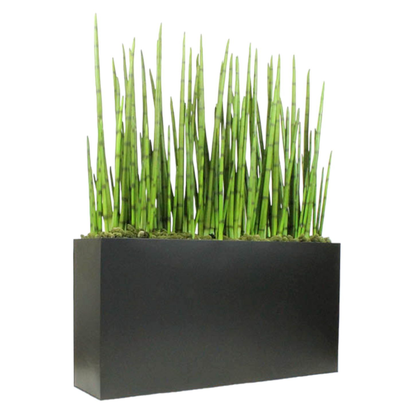 Rolled Sansiviera snake grass in metal planter. Often used to divide a space, or simply for an interesting planter piece.