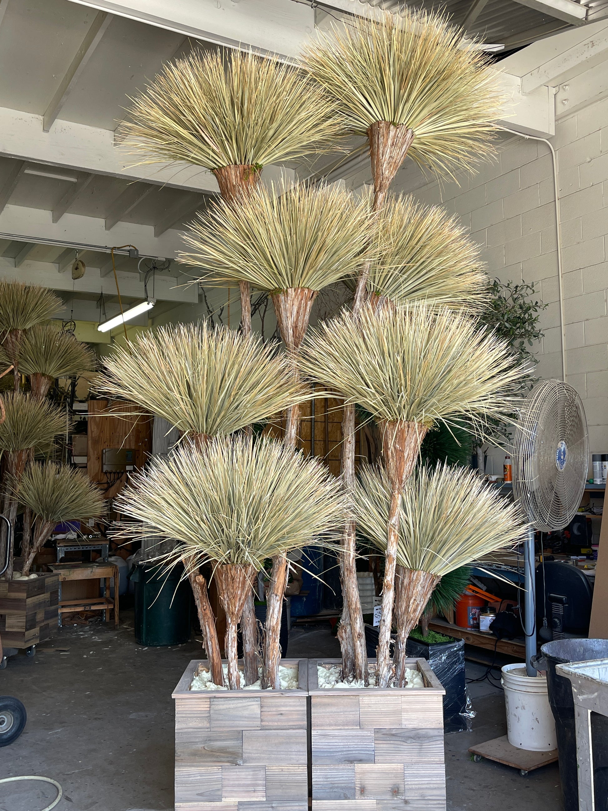 Studio shot from our workshop of the pom dracenas.