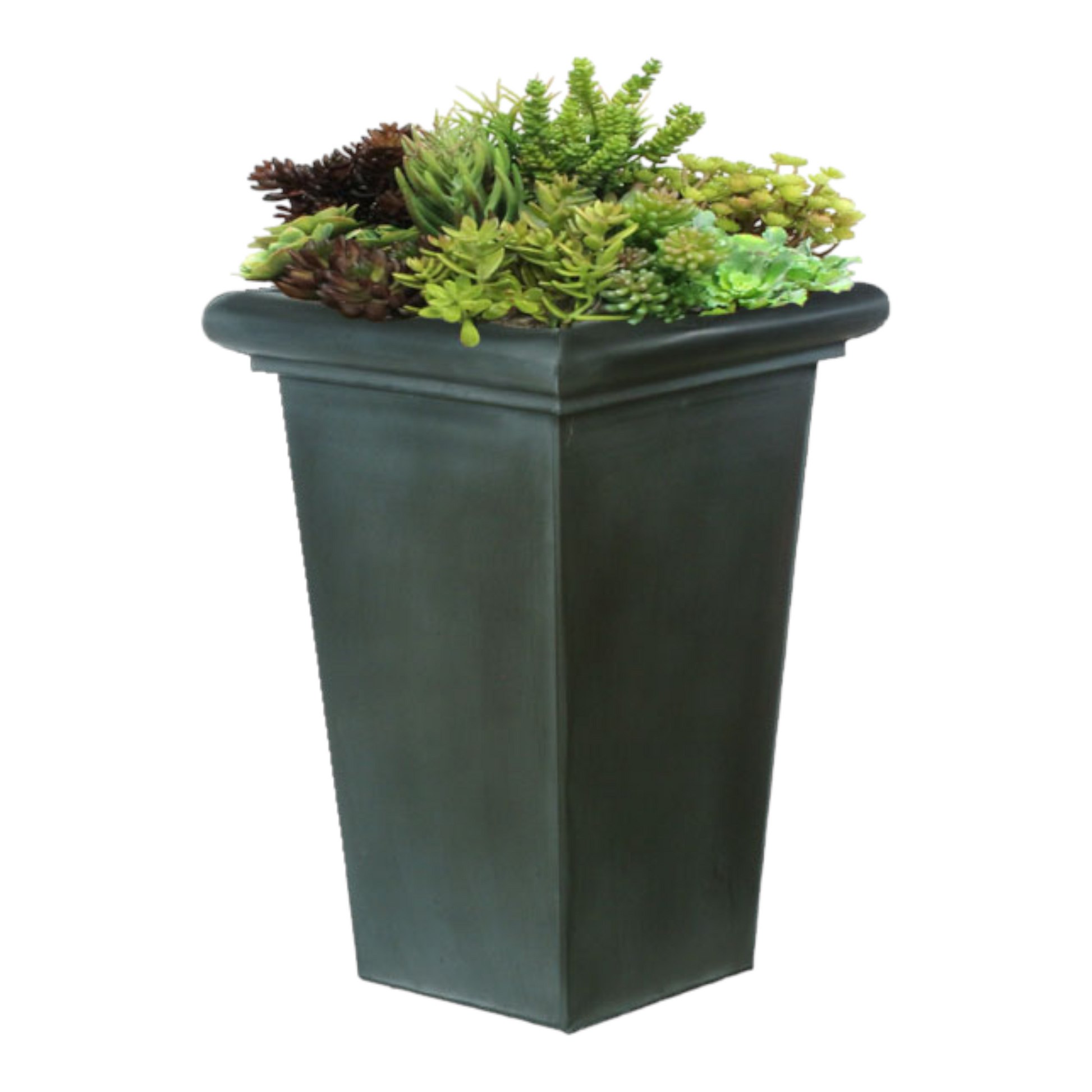 Succulents in Tall Container