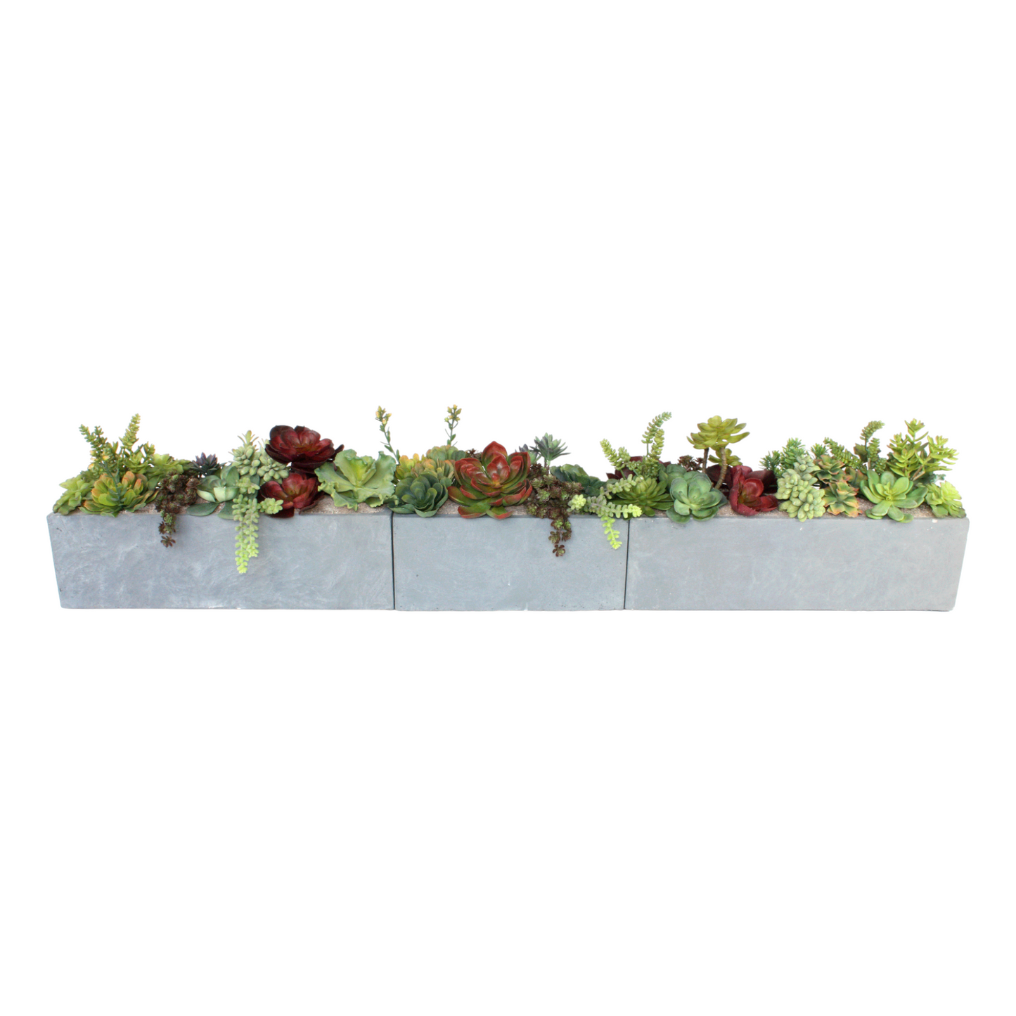 Vibrant collection of succulents in three cement-colored, heavy clay fiber containers, 12 inches high and 68 inches wide, recommended for indoor use. Free shipping available.