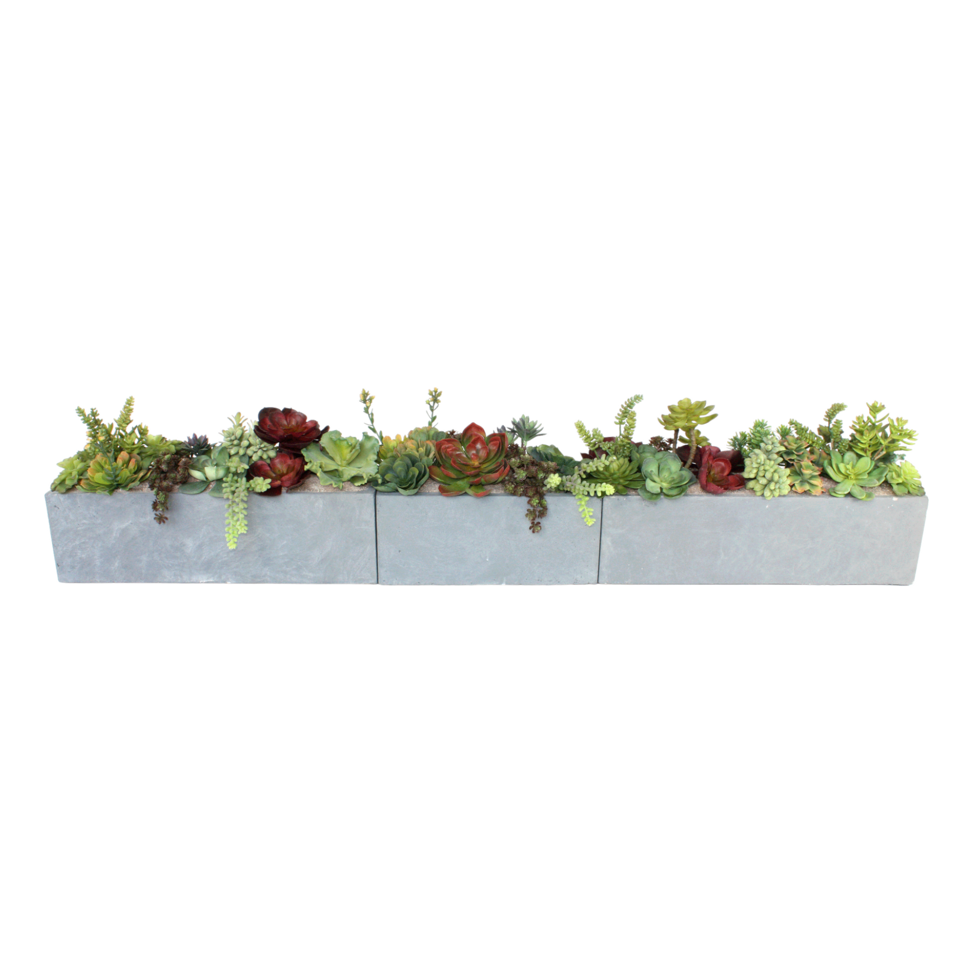 Vibrant collection of succulents in three cement-colored, heavy clay fiber containers, 12 inches high and 68 inches wide, recommended for indoor use. Free shipping available.