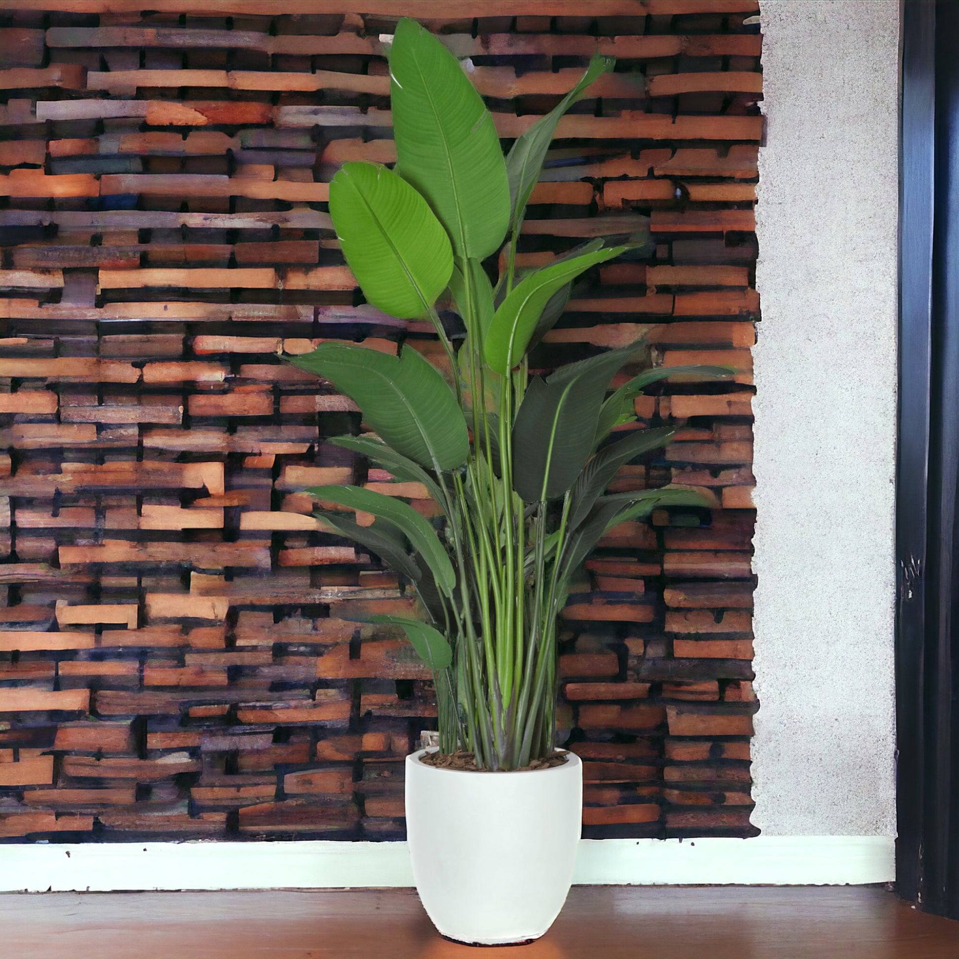 Traveller Palm in white ceramic container