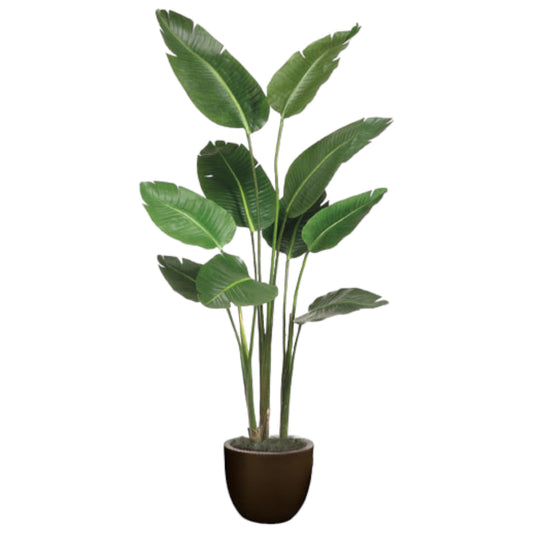 Classic tropical Bird of Paradise plant available in a heavy ceramic planter or woven basket container.