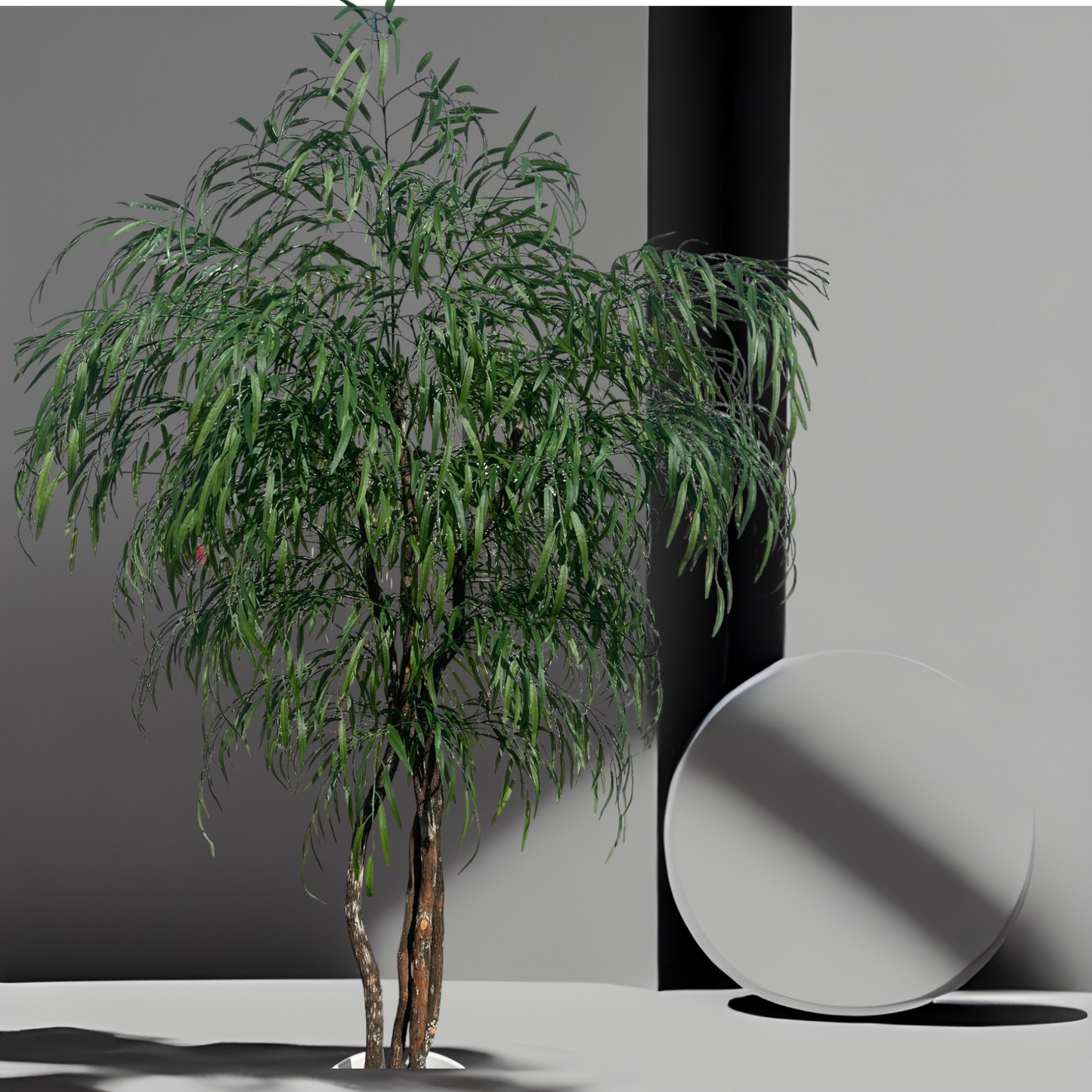 Weeping Willow tree with full canopy