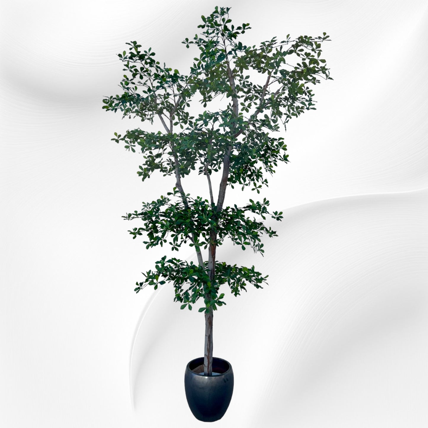 Photo of Black Olive Tree
