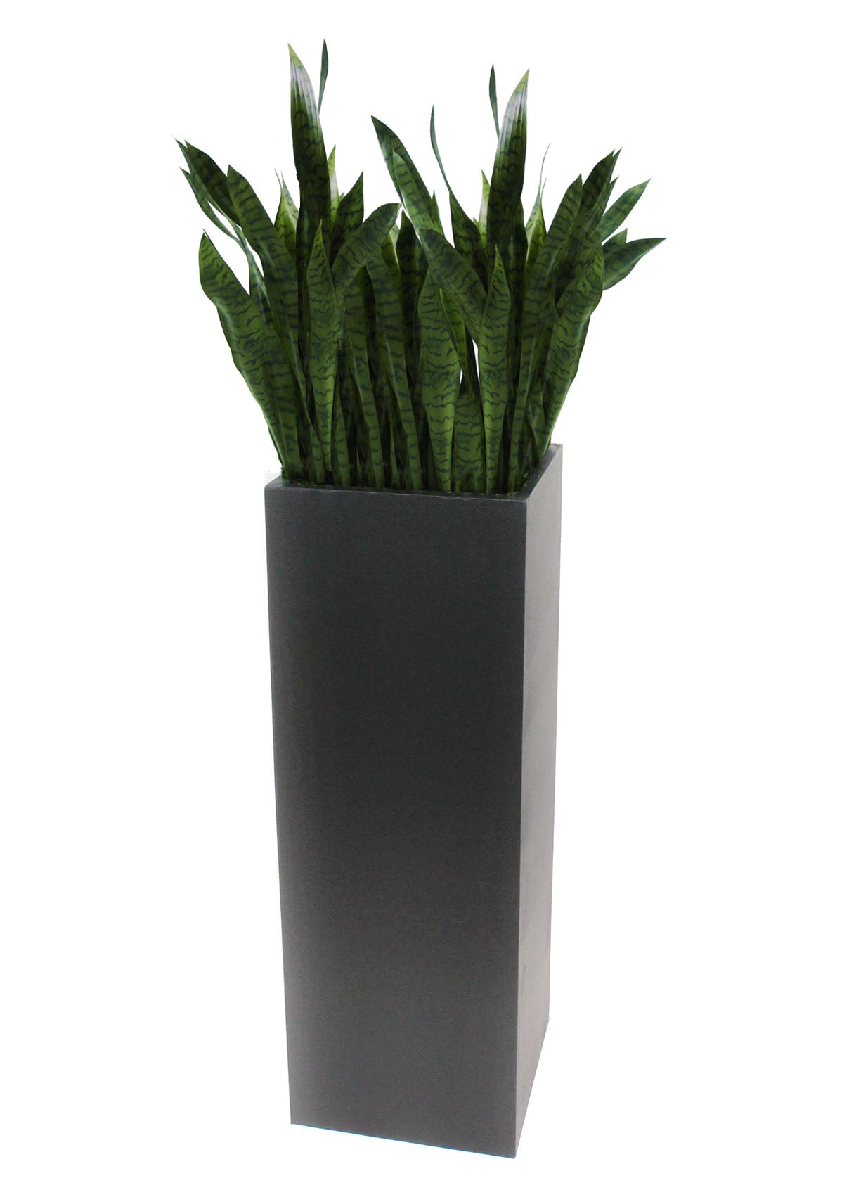 SANSIVIERIA IN TALL PLANTER