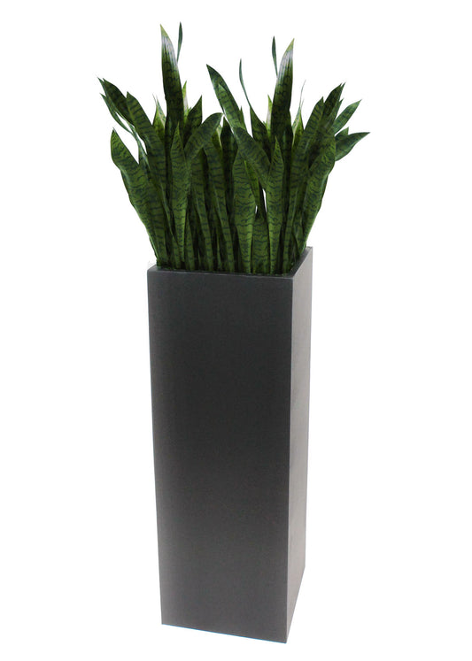 SANSIVIERIA IN TALL PLANTER