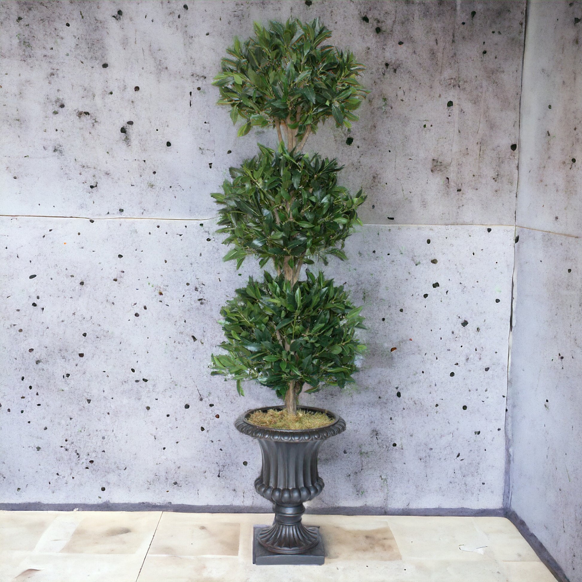 Classic 3-head bayleaf topiary with lush greenery on hardwood stems, placed in a dark urn. Suitable for indoor or well-covered exterior spaces with low sunlight.