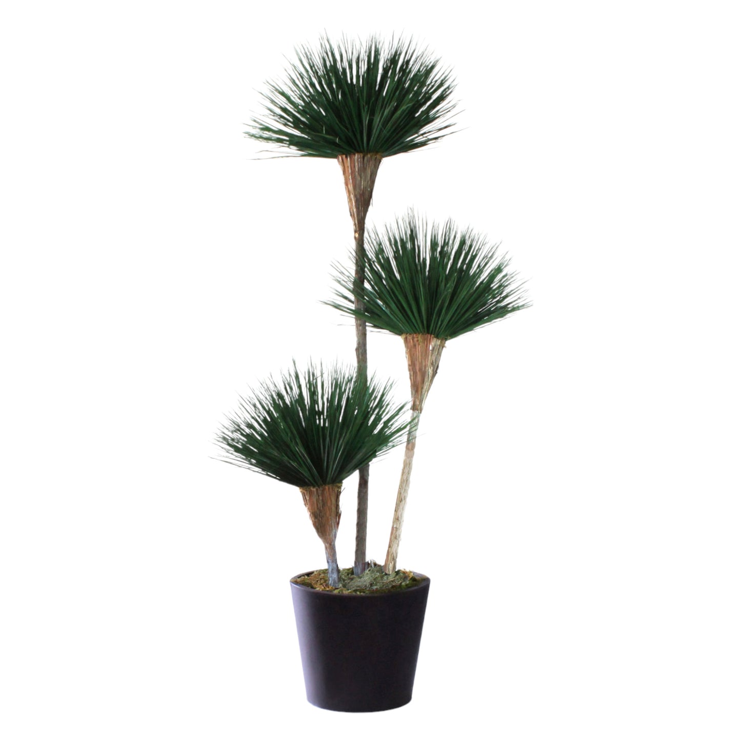 Exclusive desert southwest-inspired tree with natural dried and preserved materials, featuring 3-bloom greenery on cedar wood. Recommended for indoor use.