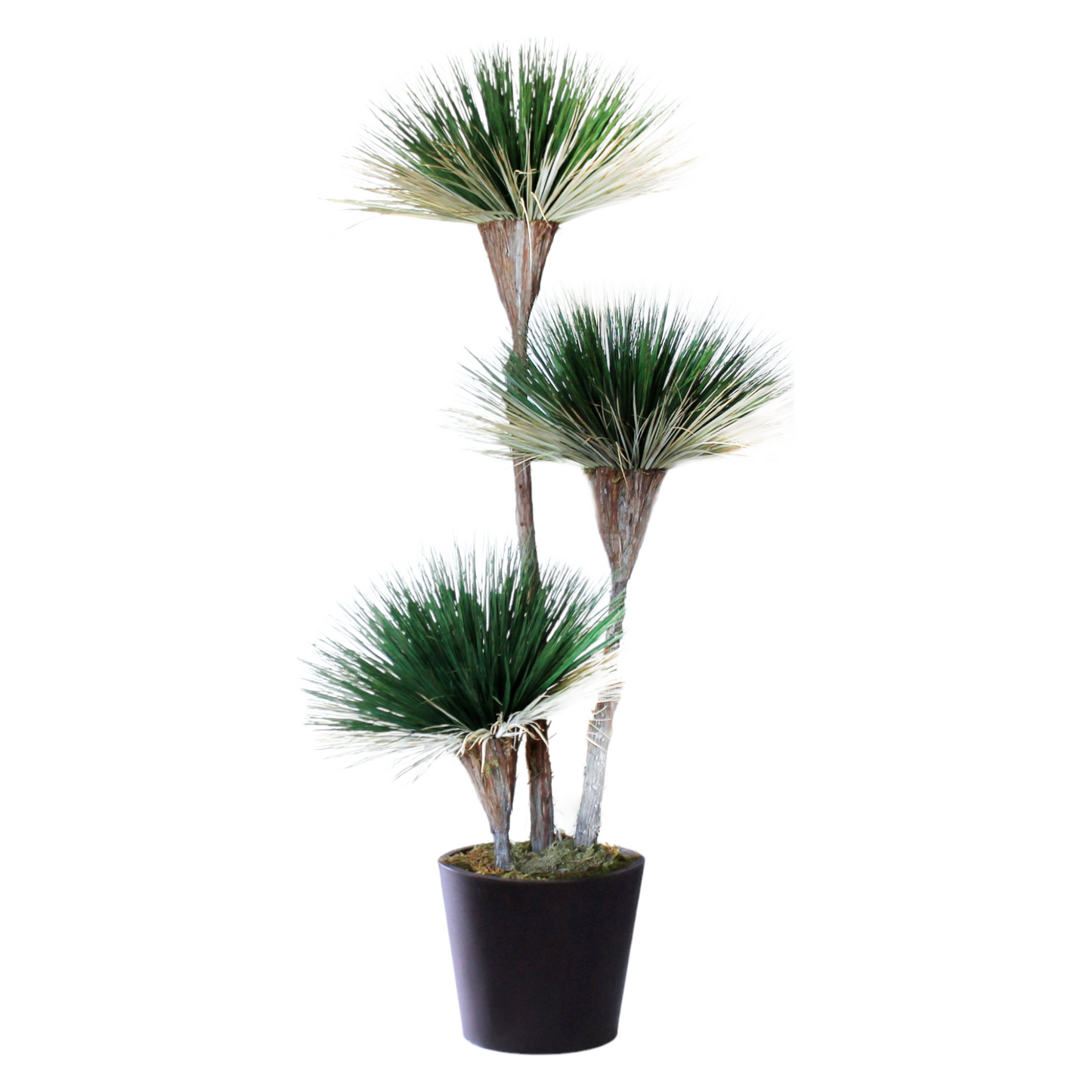 Exclusive desert southwest-inspired tree with natural dried and preserved materials, featuring 3-bloom greenery on cedar wood. Recommended for indoor use.