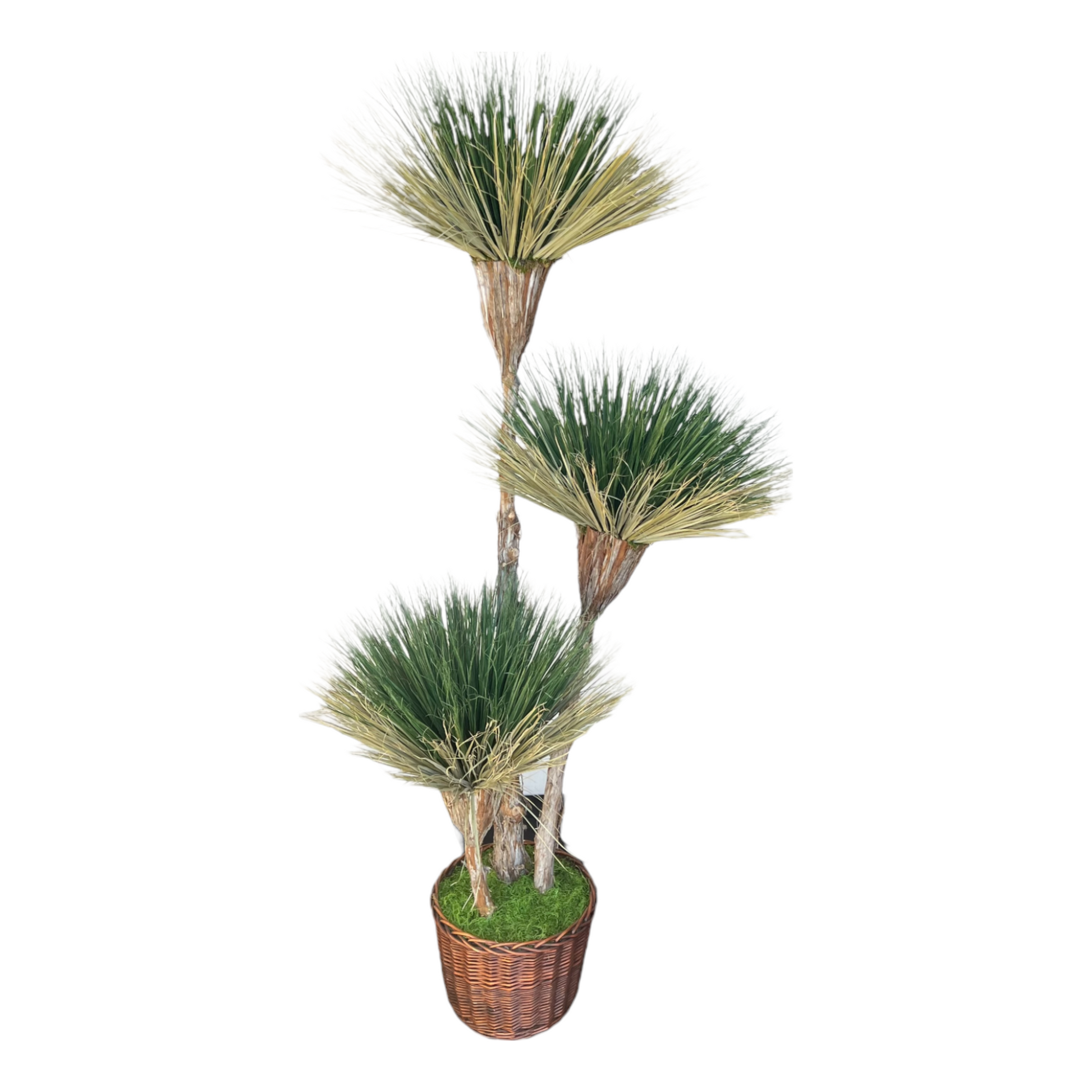 Exclusive desert southwest-inspired tree with natural dried and preserved materials, featuring 3-bloom greenery on cedar wood. Recommended for indoor use.